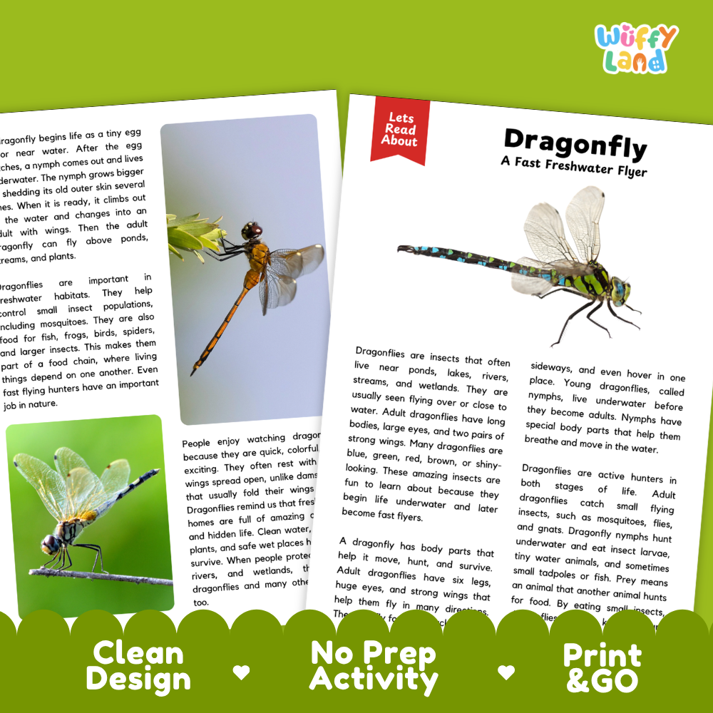 Dragonfly educational activity sheet from Jolly Land, featuring text, illustrations, and a small dragonfly photo. The sheet includes sections for writing, drawing, and printing, with a colorful header and green border.