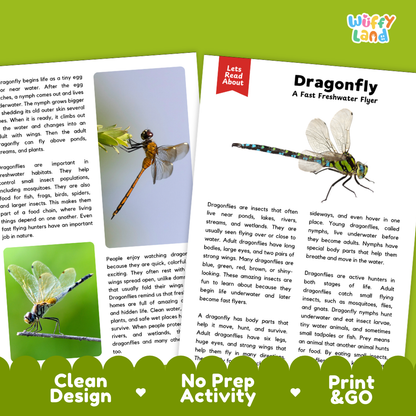 Dragonfly educational activity sheet from Jolly Land, featuring text, illustrations, and a small dragonfly photo. The sheet includes sections for writing, drawing, and printing, with a colorful header and green border.