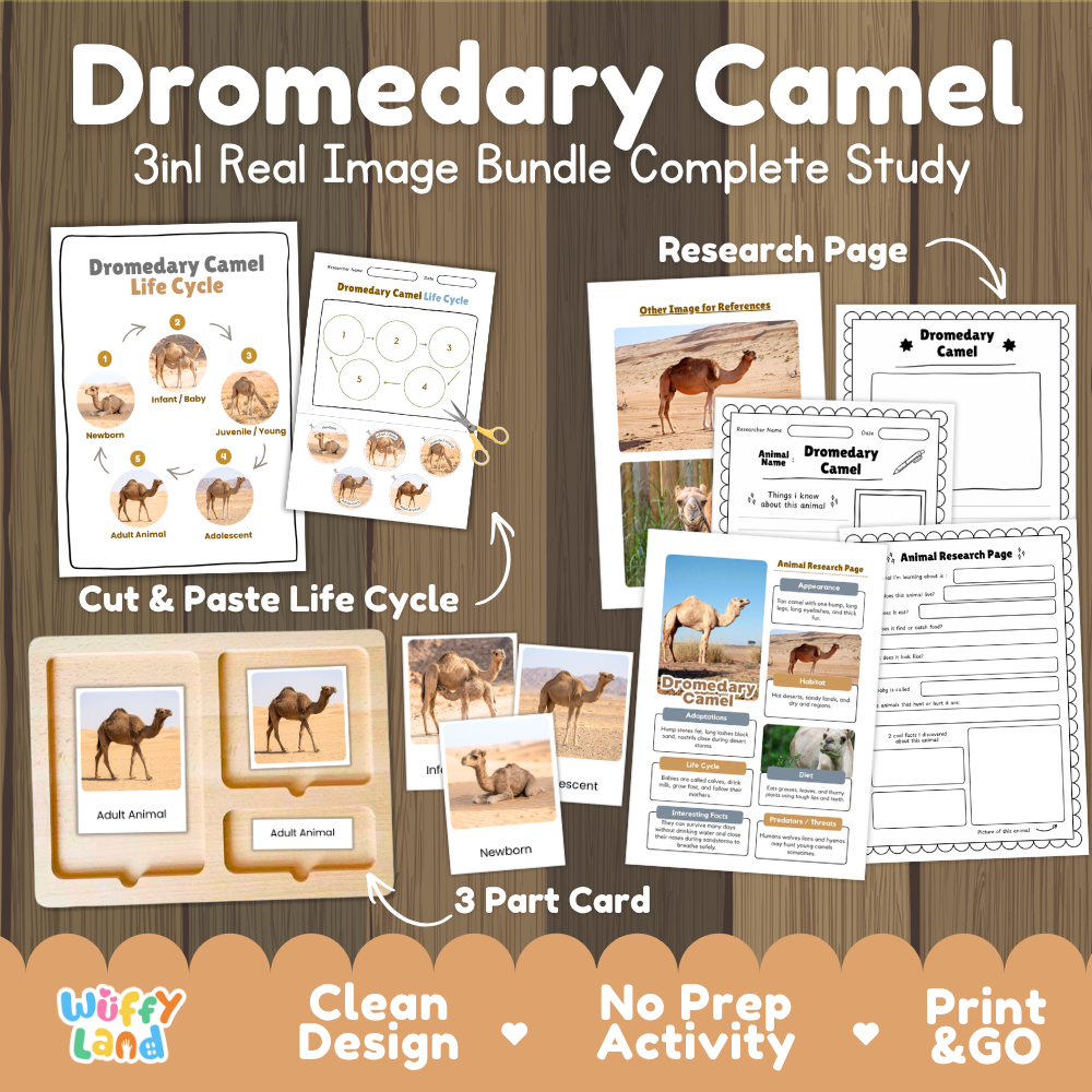Dromedary Camel 3-in-1 real image bundle complete study cover showing cut and paste life cycle, 3 part cards, and research pages
