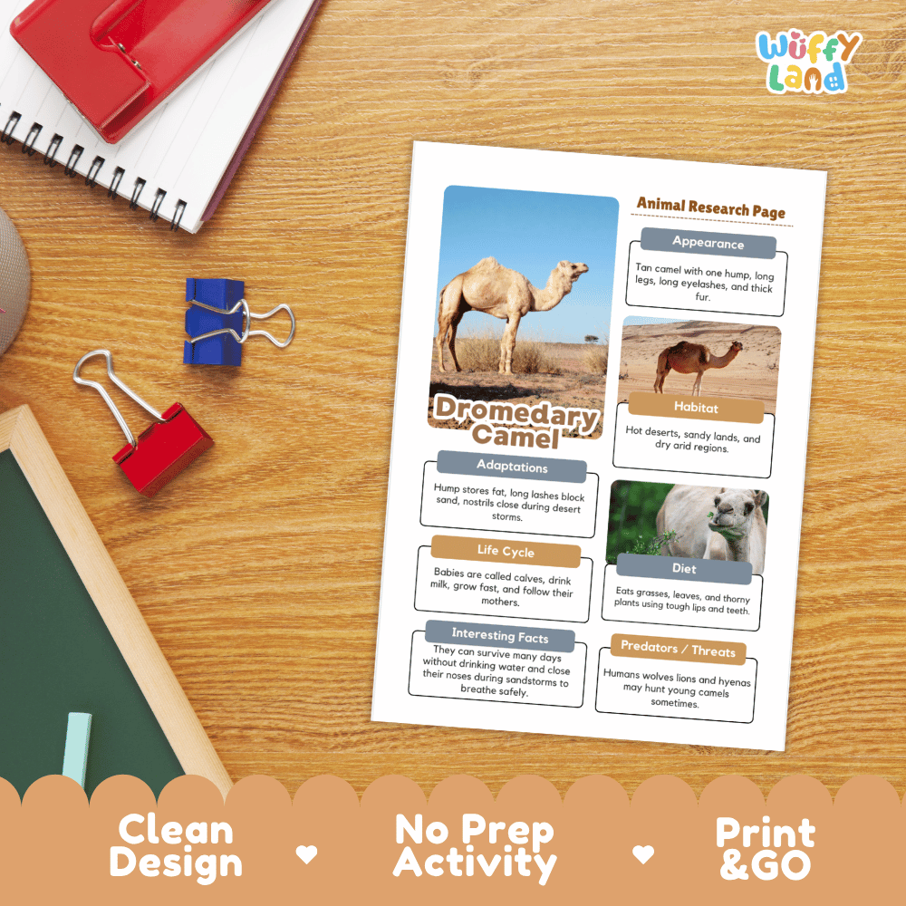 Dromedary Camel Animal Research Project Worksheets and Fact Sheet Activity