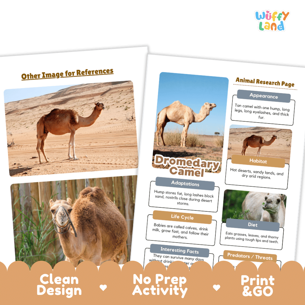 Dromedary Camel Animal Research Project Worksheets and Fact Sheet Activity
