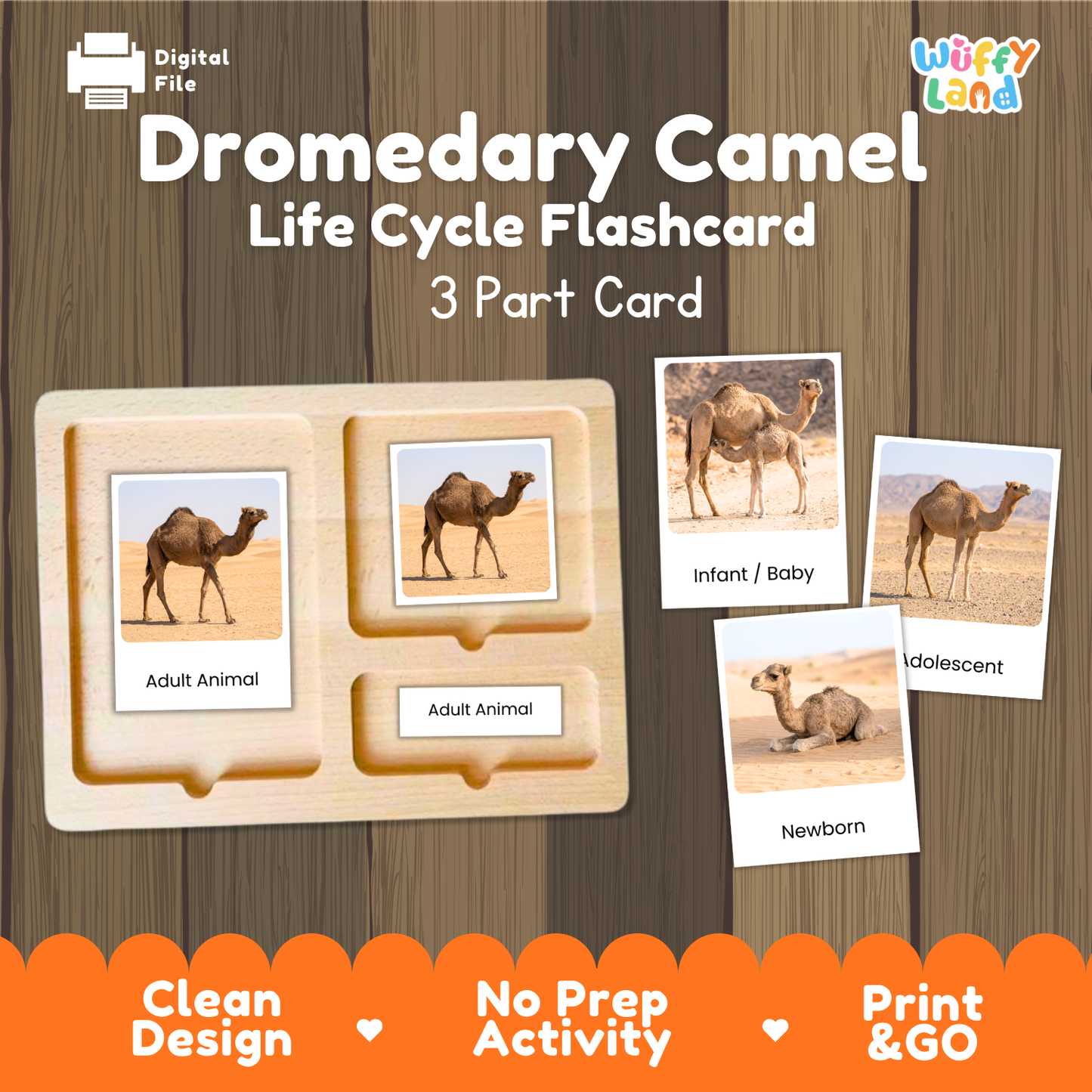 Dromedary Camel Life Cycle Flashcard set by Wiffly Land, featuring a wooden 3-part card tray with labeled sections for Adult Animal, Infant/Baby, Adolescent, and Newborn, shown on a wood-grain background with orange promotional text.