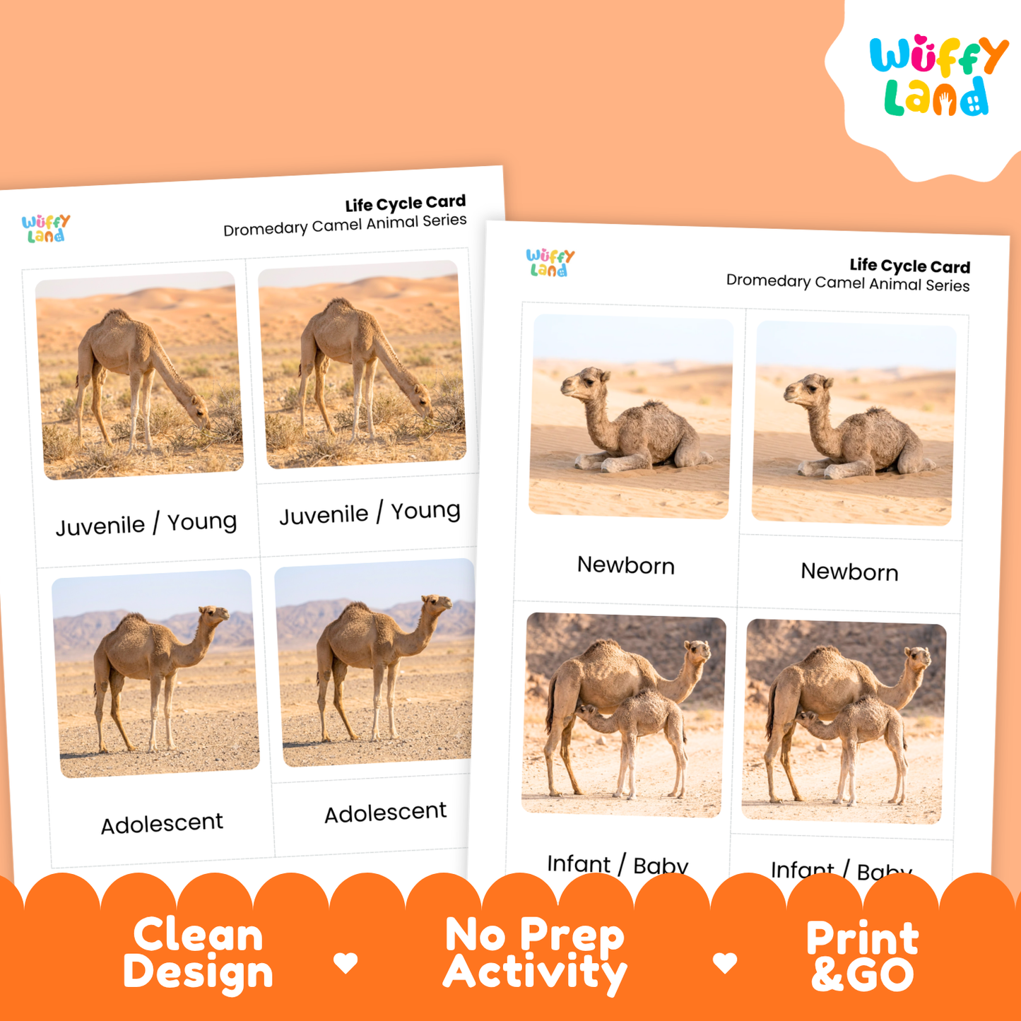 Dromedary Camel Life Cycle Flashcard 3 Part Cards Science Activity Printable