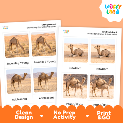 Dromedary Camel Life Cycle Flashcard 3 Part Cards Science Activity Printable