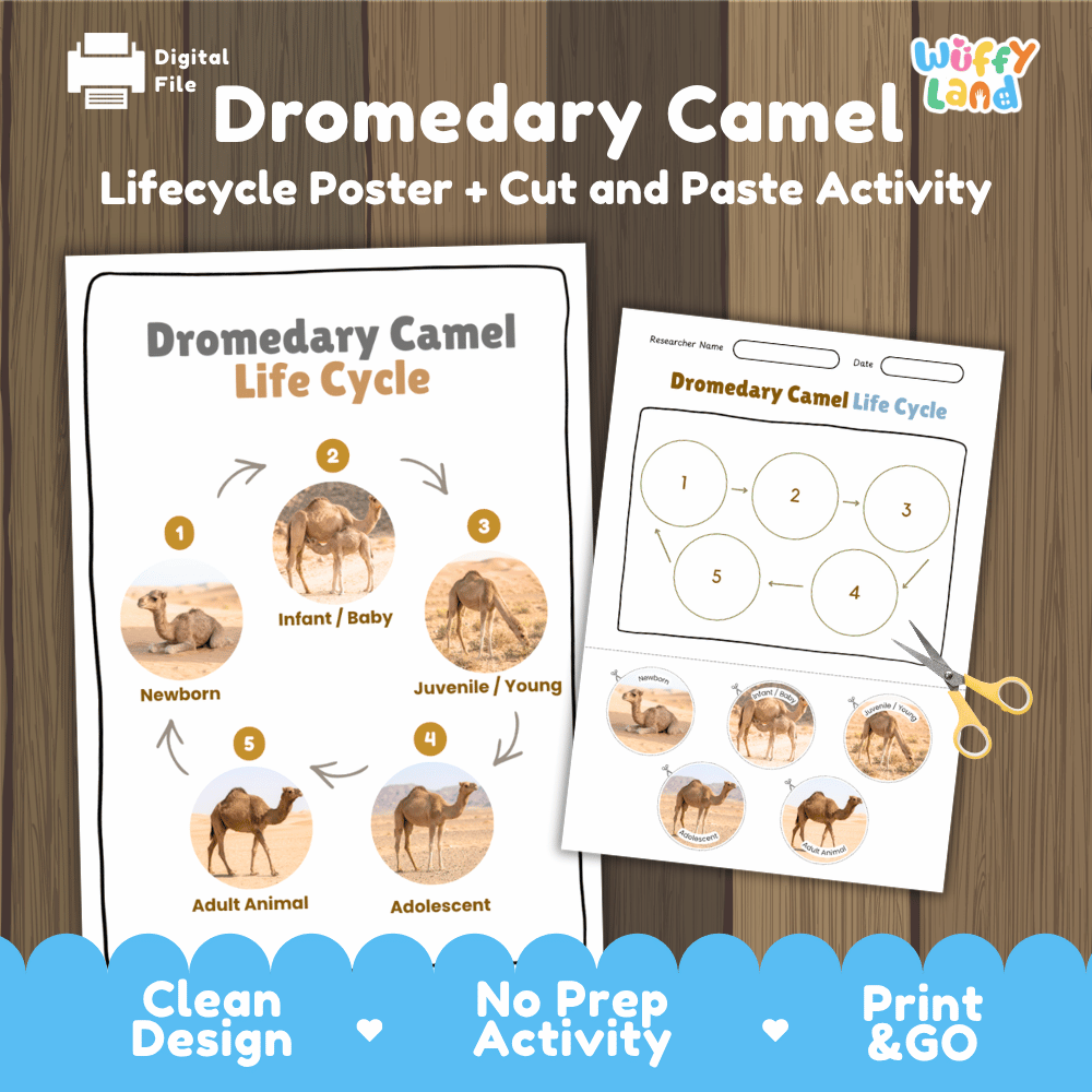 Dromedary Camel Life Cycle Poster and Cut and Paste Activity Worksheets