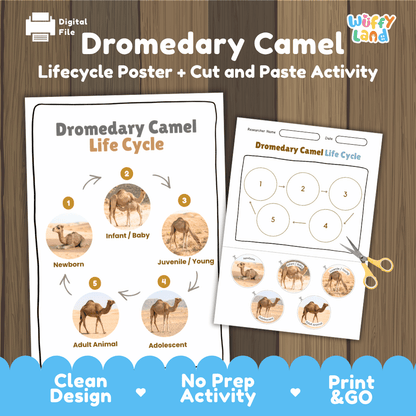 Dromedary Camel Life Cycle Poster and Cut and Paste Activity Worksheets