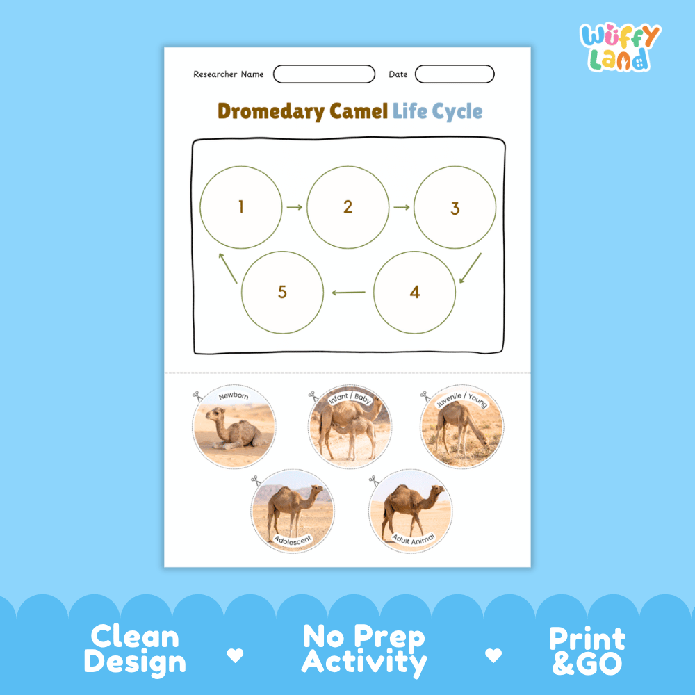 Dromedary Camel Life Cycle Poster and Cut and Paste Activity Worksheets