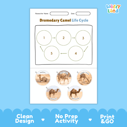 Dromedary Camel Life Cycle Poster and Cut and Paste Activity Worksheets
