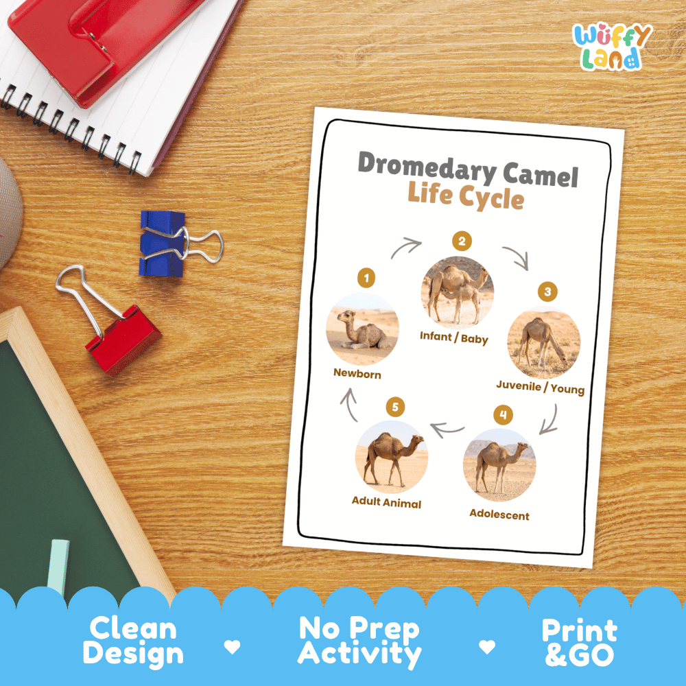 Dromedary Camel Life Cycle Poster and Cut and Paste Activity Worksheets