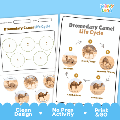 Dromedary Camel Life Cycle Poster and Cut and Paste Activity Worksheets