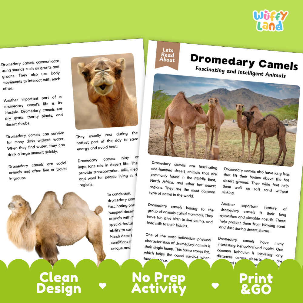 Educational activity sheet about dromedary camels, featuring a text panel, a small camel photo, a larger camel photo, and a desert scene. The sheet has a playful layout with the title 'Dromedary Camels Fascinating and Intelligent Animals,' a 'Let's Read About' header, and green banners at the bottom reading 'Clean Design,' 'No Prep Activity,' and 'Print & Go.