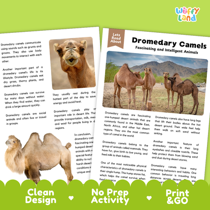 Educational activity sheet about dromedary camels, featuring a text panel, a small camel photo, a larger camel photo, and a desert scene. The sheet has a playful layout with the title 'Dromedary Camels Fascinating and Intelligent Animals,' a 'Let's Read About' header, and green banners at the bottom reading 'Clean Design,' 'No Prep Activity,' and 'Print & Go.