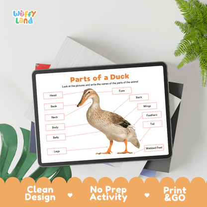Hands-on duck anatomy cut and paste worksheet with printable word tags, callout pointer lines, and scissors graphic