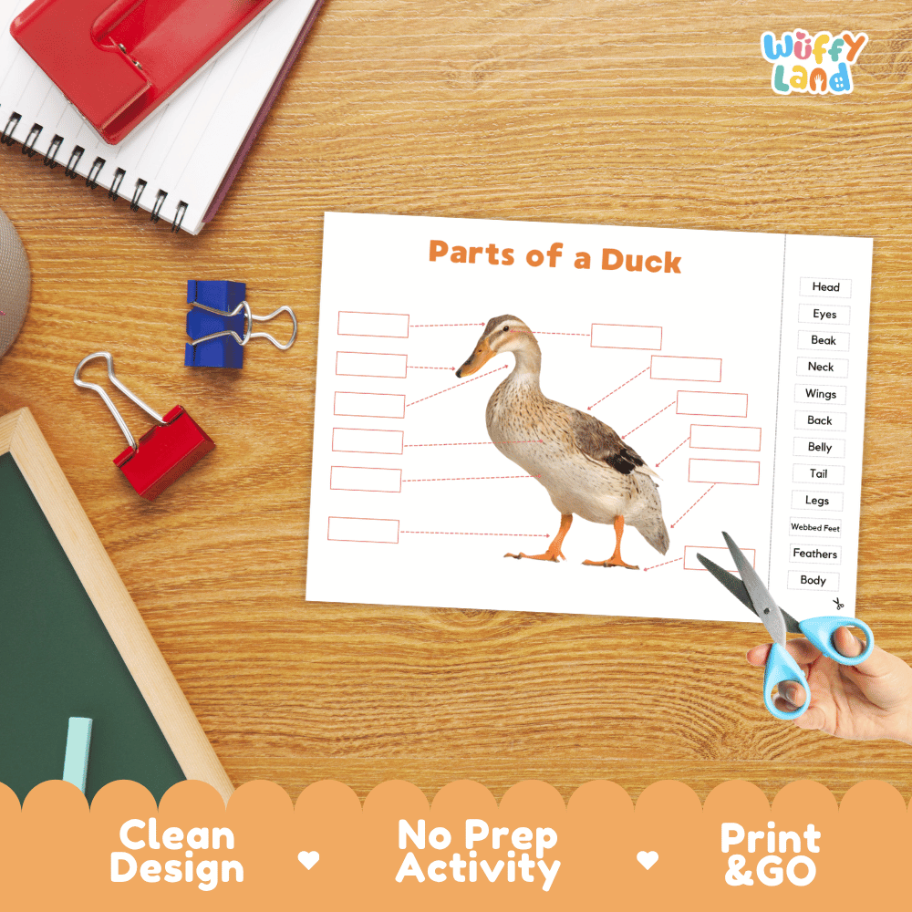 Differentiated duck body parts labeling worksheets featuring fill-in write-in boxes and vocabulary word bank