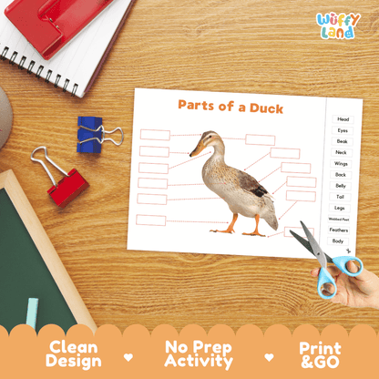 Differentiated duck body parts labeling worksheets featuring fill-in write-in boxes and vocabulary word bank