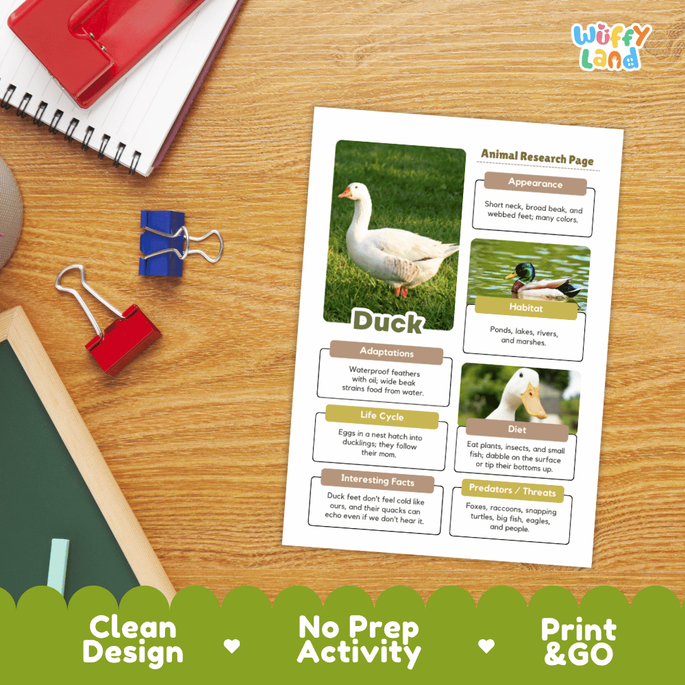 An educational animal research page about a duck laid flat on a wooden desk, surrounded by school supplies like a spiral notebook, binder clips, and a red folder. The page includes a duck photo, labeled sections for adaptations, habitat, life cycle, diet, and interesting facts.