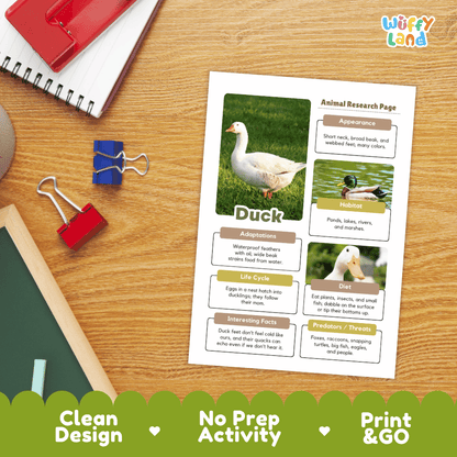 An educational animal research page about a duck laid flat on a wooden desk, surrounded by school supplies like a spiral notebook, binder clips, and a red folder. The page includes a duck photo, labeled sections for adaptations, habitat, life cycle, diet, and interesting facts.