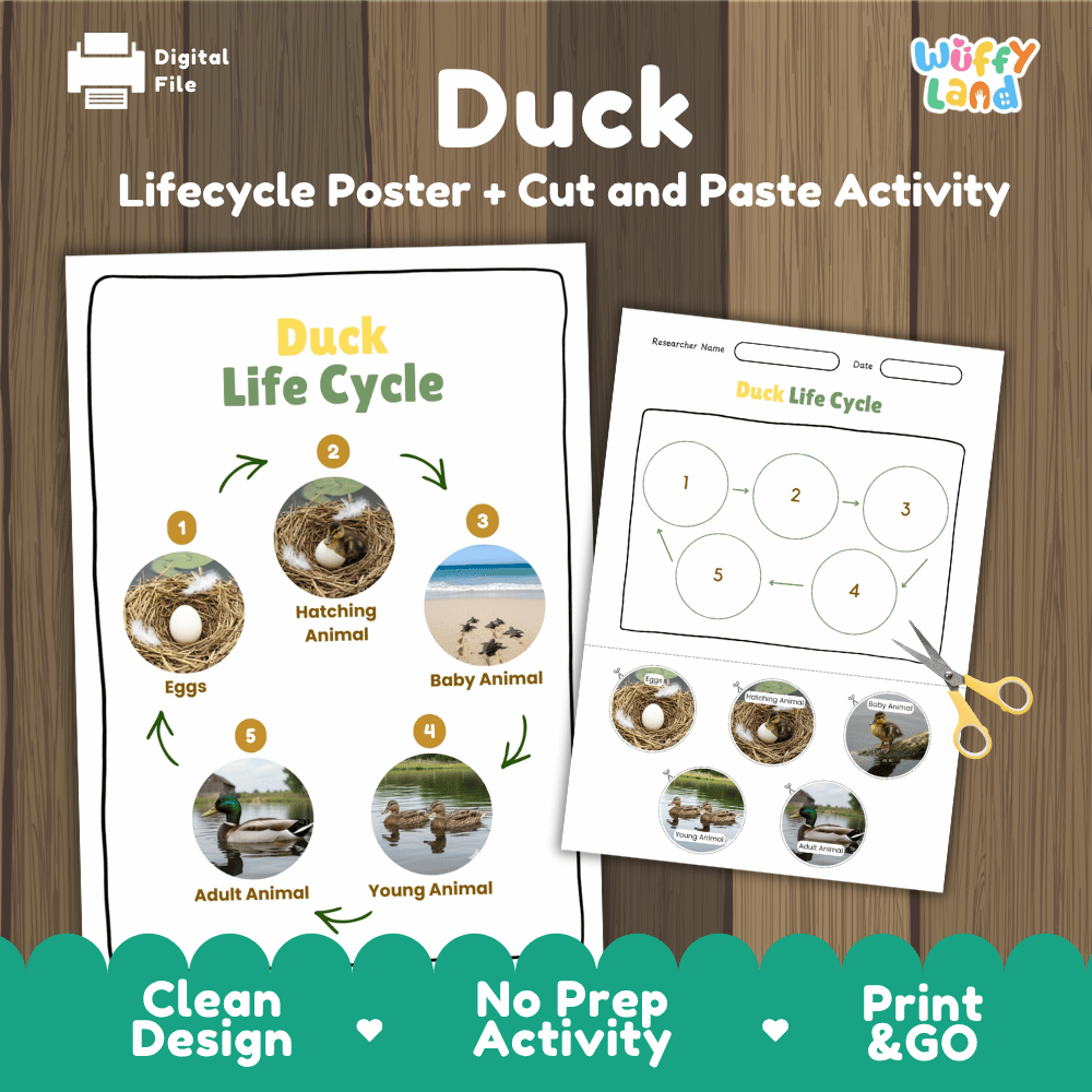 Duck Lifecycle Poster and Cut and Paste Activity Worksheets | Bird Science Printables