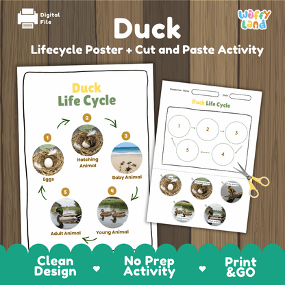 Duck Lifecycle Poster and Cut and Paste Activity Worksheets | Bird Science Printables