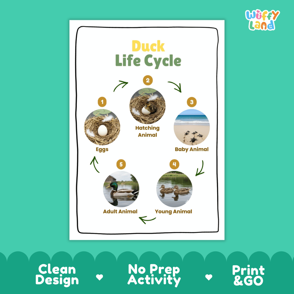 Duck Lifecycle Poster and Cut and Paste Activity Worksheets | Bird Science Printables