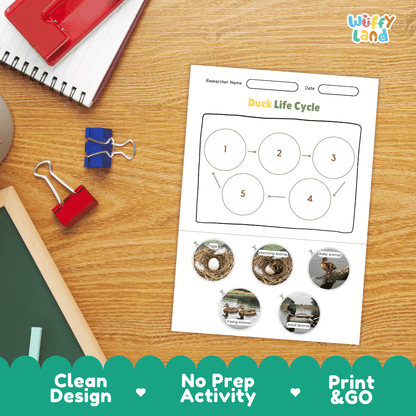 Duck Lifecycle Poster and Cut and Paste Activity Worksheets | Bird Science Printables