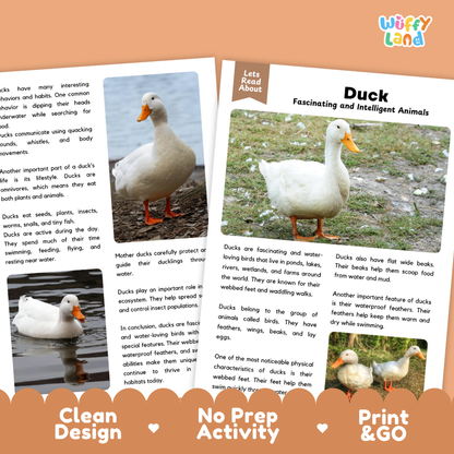 Duck Reading Passage and Comprehension Questions Worksheets