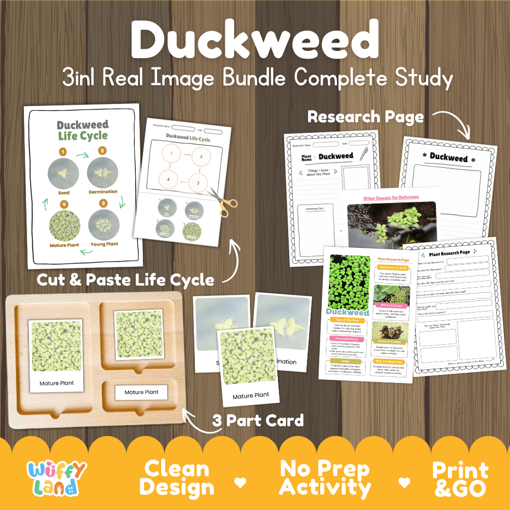 Duckweed plant 3in1 real image bundle complete study printable featuring life cycle cut and paste worksheets, Montessori 3-part cards, and research pages