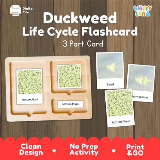 Montessori three part cards featuring real photographic images of duckweed floating growth stages and mature surface mats displayed on a wooden tray