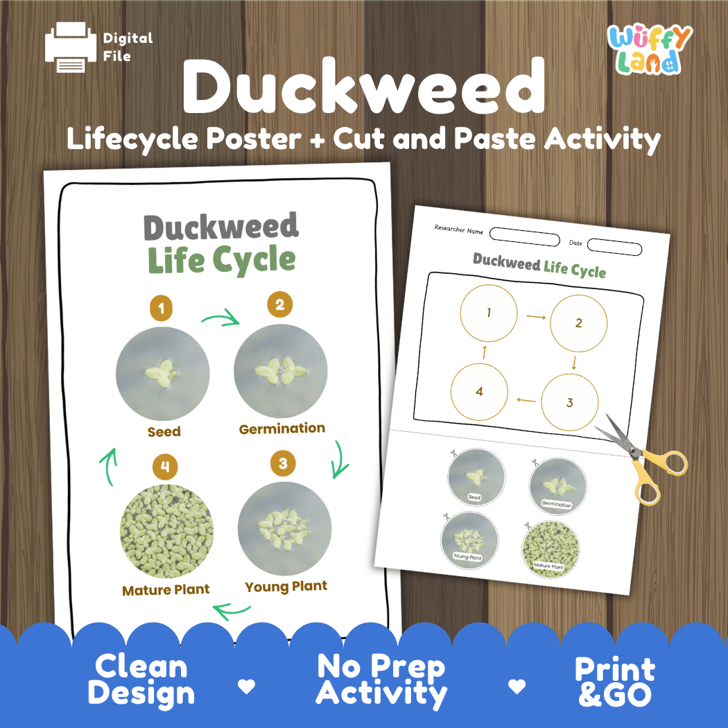 Duckweed Life Cycle Poster and Cut and Paste Activity Worksheets
