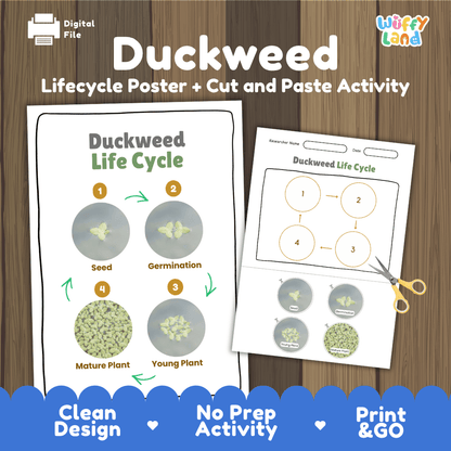 Duckweed Life Cycle Poster and Cut and Paste Activity Worksheets