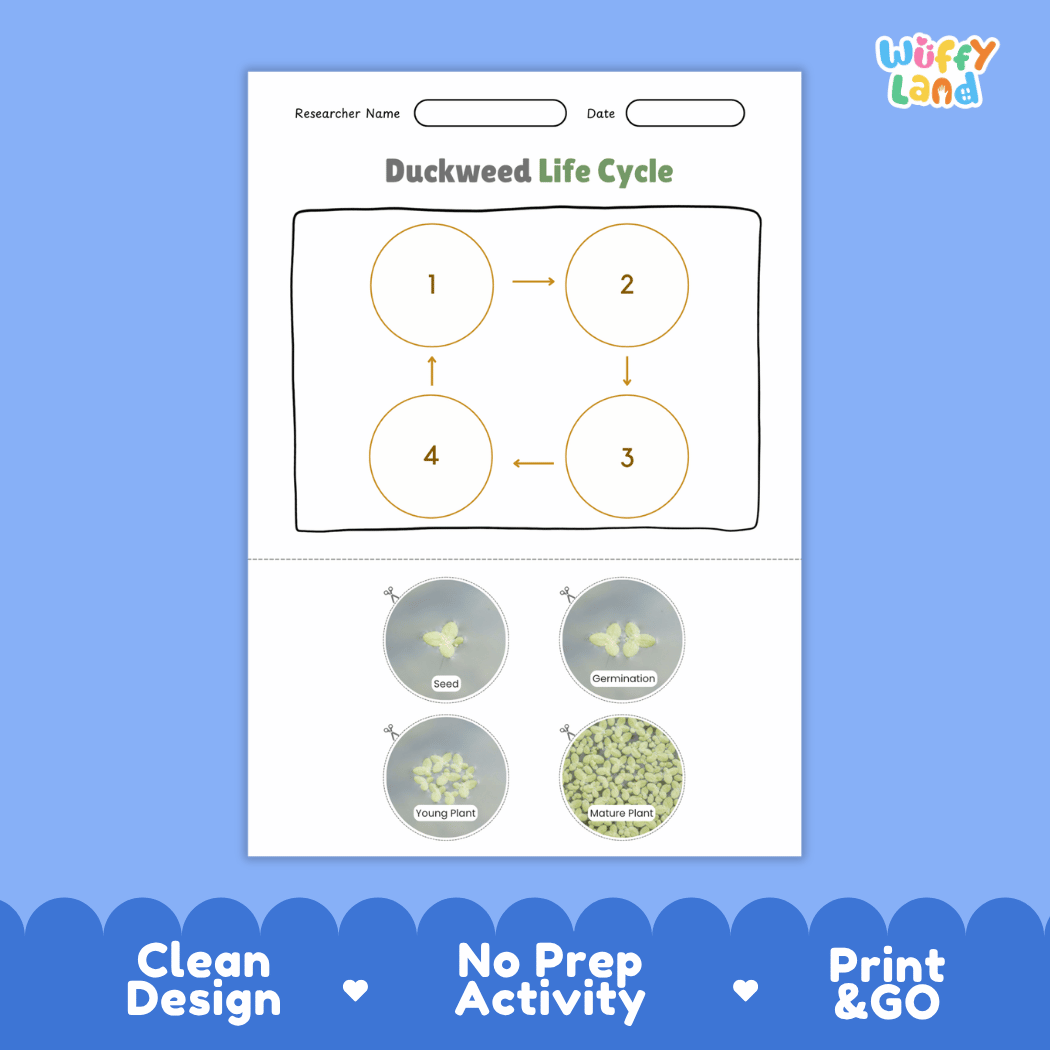 Duckweed Life Cycle Poster and Cut and Paste Activity Worksheets