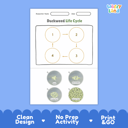 Duckweed Life Cycle Poster and Cut and Paste Activity Worksheets