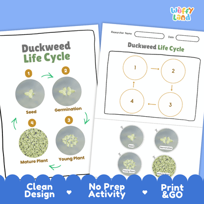 Duckweed Life Cycle Poster and Cut and Paste Activity Worksheets