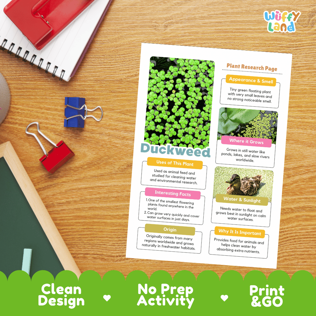Duckweed Plant Research Pages and Worksheets