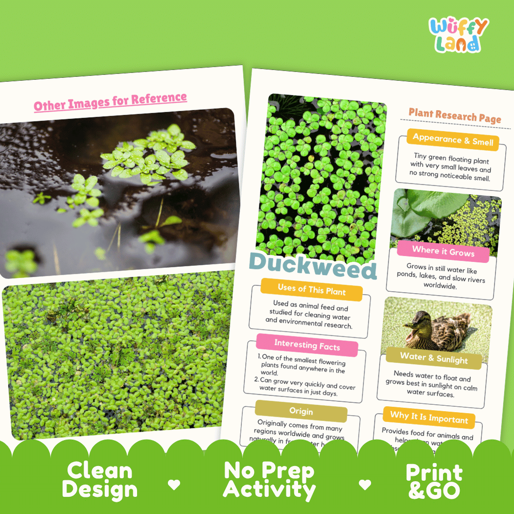 Duckweed Plant Research Pages and Worksheets