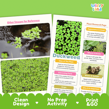 Duckweed Plant Research Pages and Worksheets