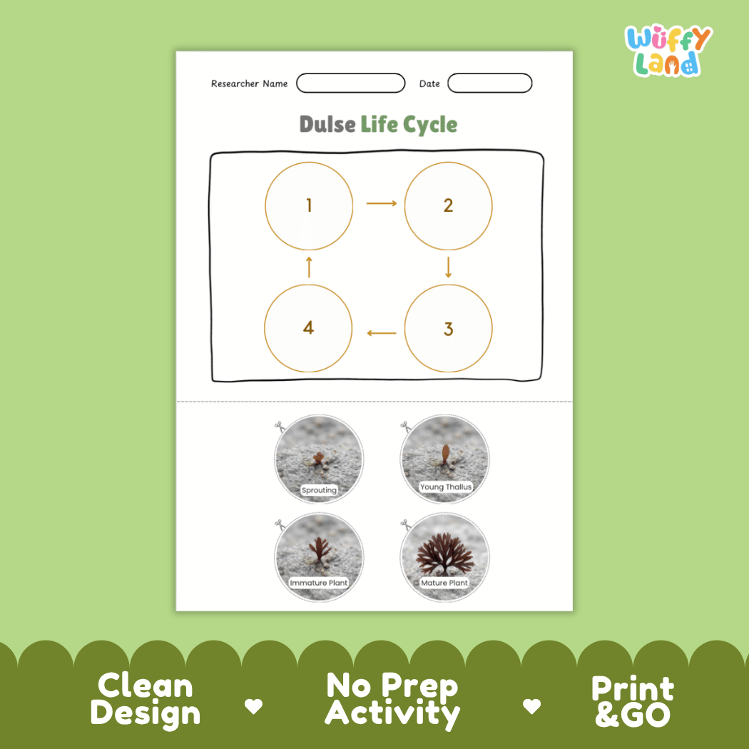 Educational reference poster showing four realistic photo stages of a dulse life cycle including sprouting, young thallus, immature plant, and mature plant