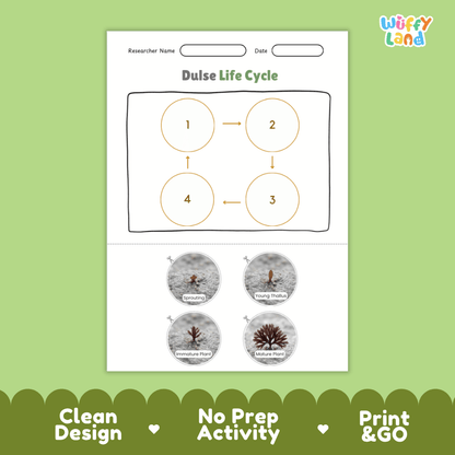 Educational reference poster showing four realistic photo stages of a dulse life cycle including sprouting, young thallus, immature plant, and mature plant