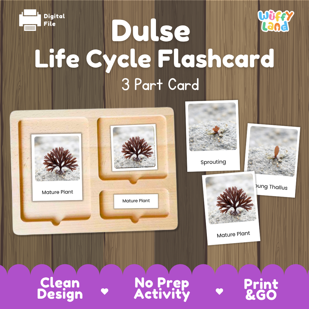 Digital product preview of a 'Dulse Life Cycle Flashcard' set by Wiffy Land, showing a wooden 3-part card tray with sample photos of dulse plant stages and a purple banner highlighting key features.