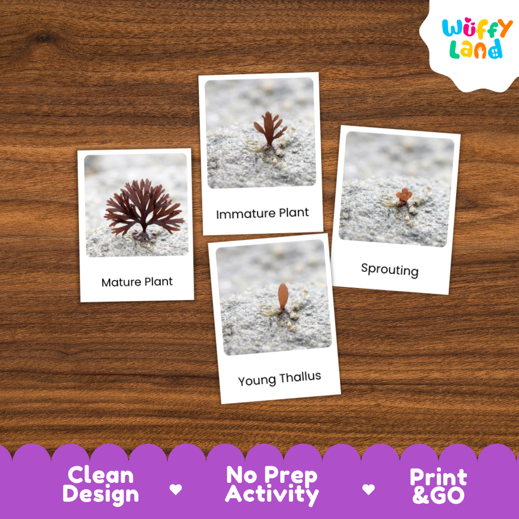 Four educational plant growth cards displayed on a brown wood-grain background. The cards show labeled photos of plant stages: Mature Plant, Immature Plant, Sprouting, and Young Thallus.