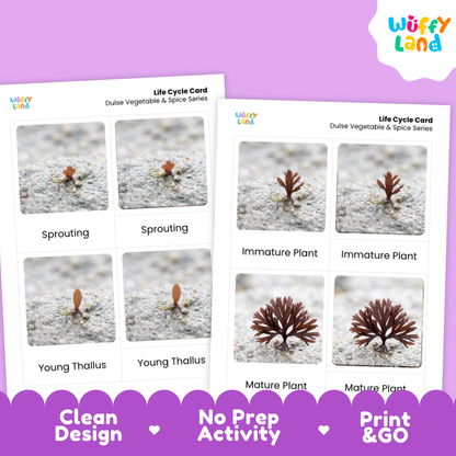 Two printed life cycle cards for a dulse vegetable and spice series are shown on a purple background. The cards display labeled photos of plant stages: sprouting, immature plant, young thallus, mature plant.