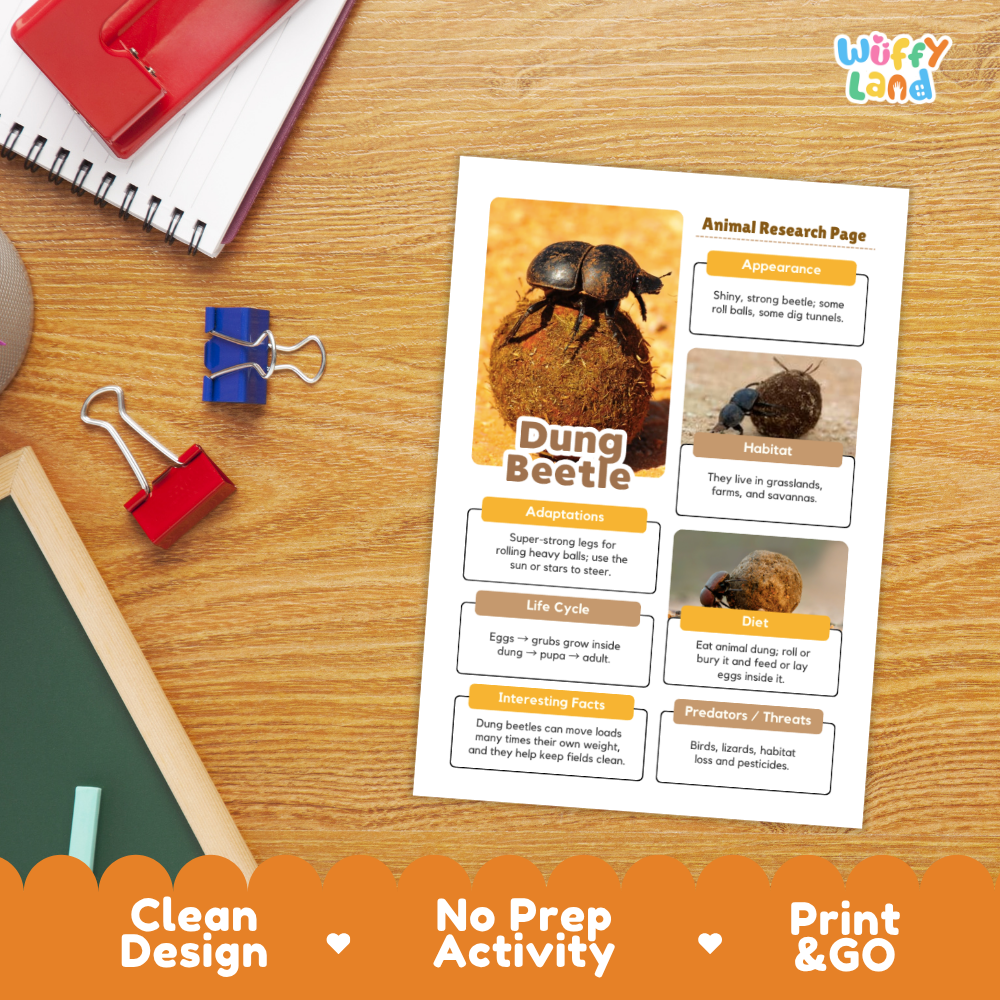 An educational activity sheet titled 'Dung Beetle Animal Research Page' displayed on a wooden desk. The sheet features a large photo of a dung beetle, smaller beetle photos, and labeled boxes for adaptation, life cycle, diet, and interesting facts.