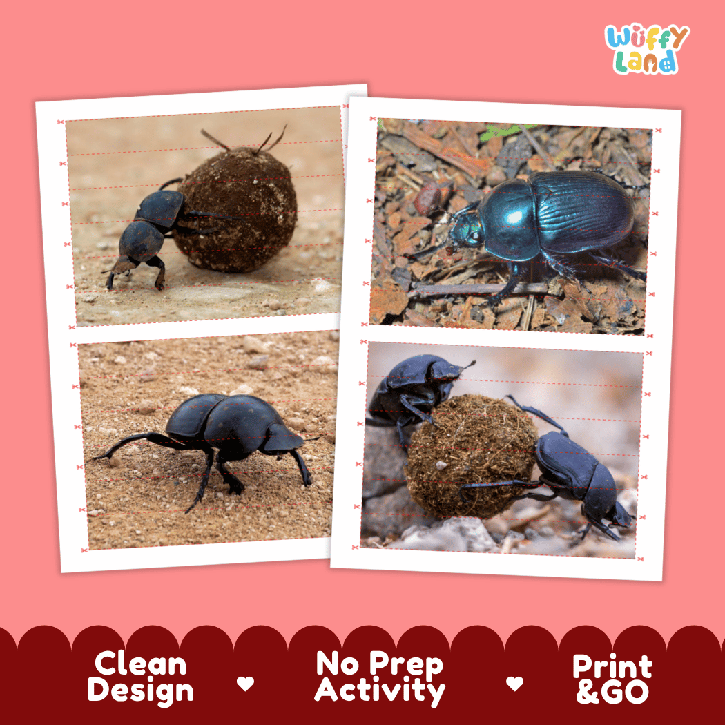Dung Beetle Cut and Match Activity Printables Worksheets