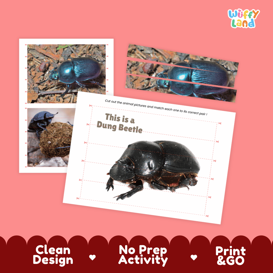 Dung Beetle Cut and Match Activity Printables Worksheets