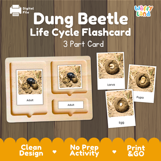 Montessori 3-part photo cards for dung beetle life cycle shown on wooden tray paired with animal research report worksheets and reference photo page
