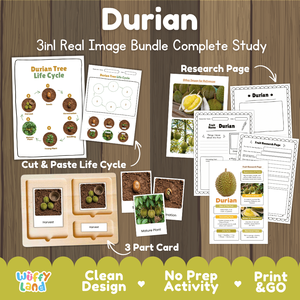 Durian tree life cycle 3in1 real image bundle complete study overview featuring cut and paste worksheets, Montessori 3-part cards, and research pages from Wuffy Land 🍈🌱