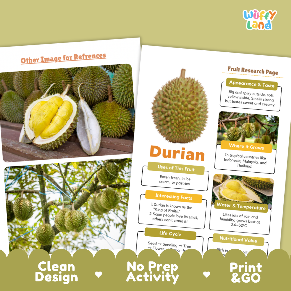 Two printed educational poster sheets about durian arranged on a beige background with a green header strip. The sheets show durian fruit photos, labeled facts pages, and headings including 'Other Image for References,' 'Fruit Research Page,' 'Durian,' 'Uses of this Fruit,' 'Interesting Facts,' 'Life Cycle,' 'Water & Temperature,' and 'Nutritional Value.