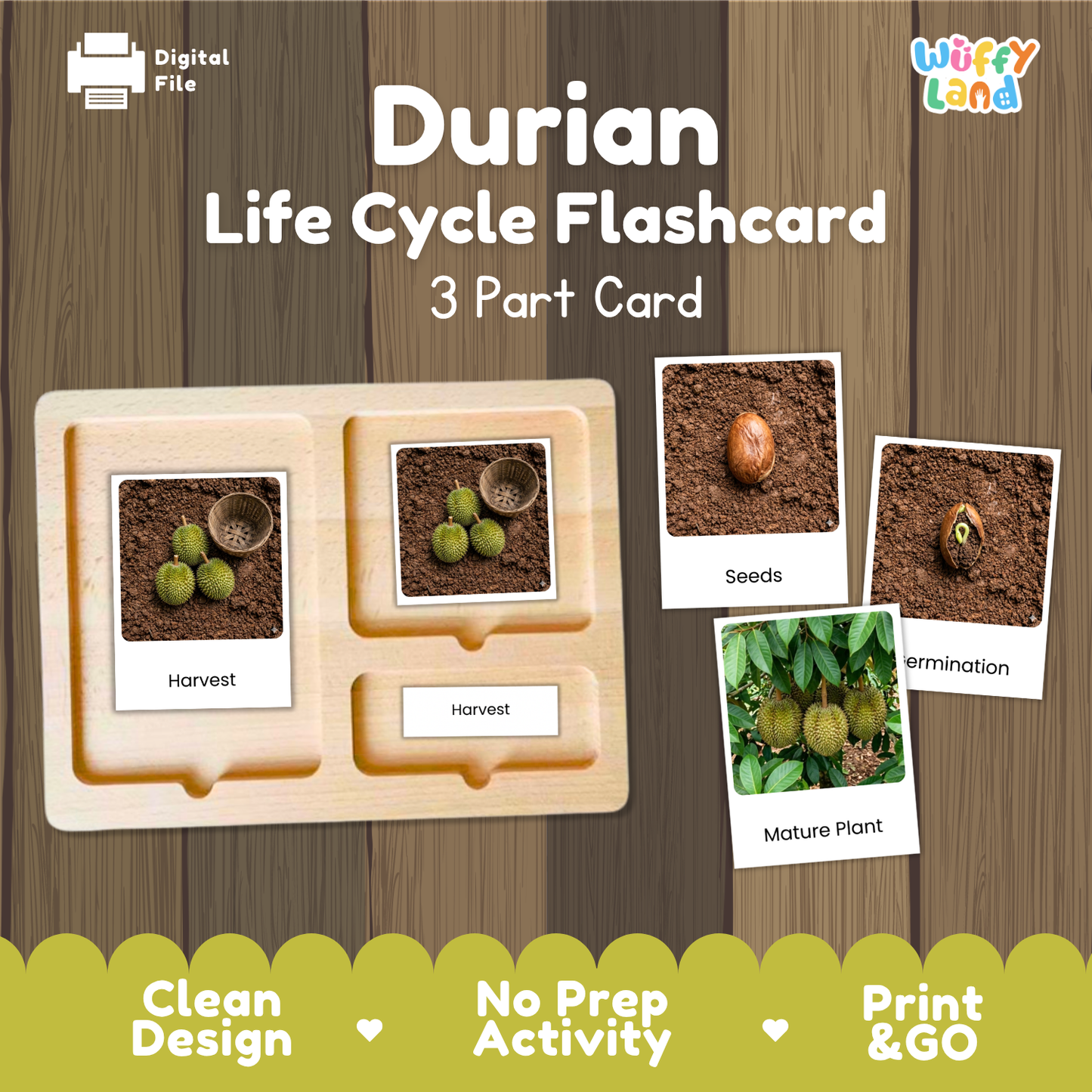 Durian Life Cycle Flashcards | Montessori 3 Part Cards Science Activity