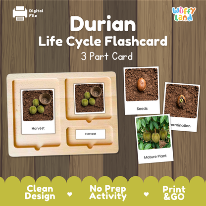 Durian Life Cycle Flashcards | Montessori 3 Part Cards Science Activity