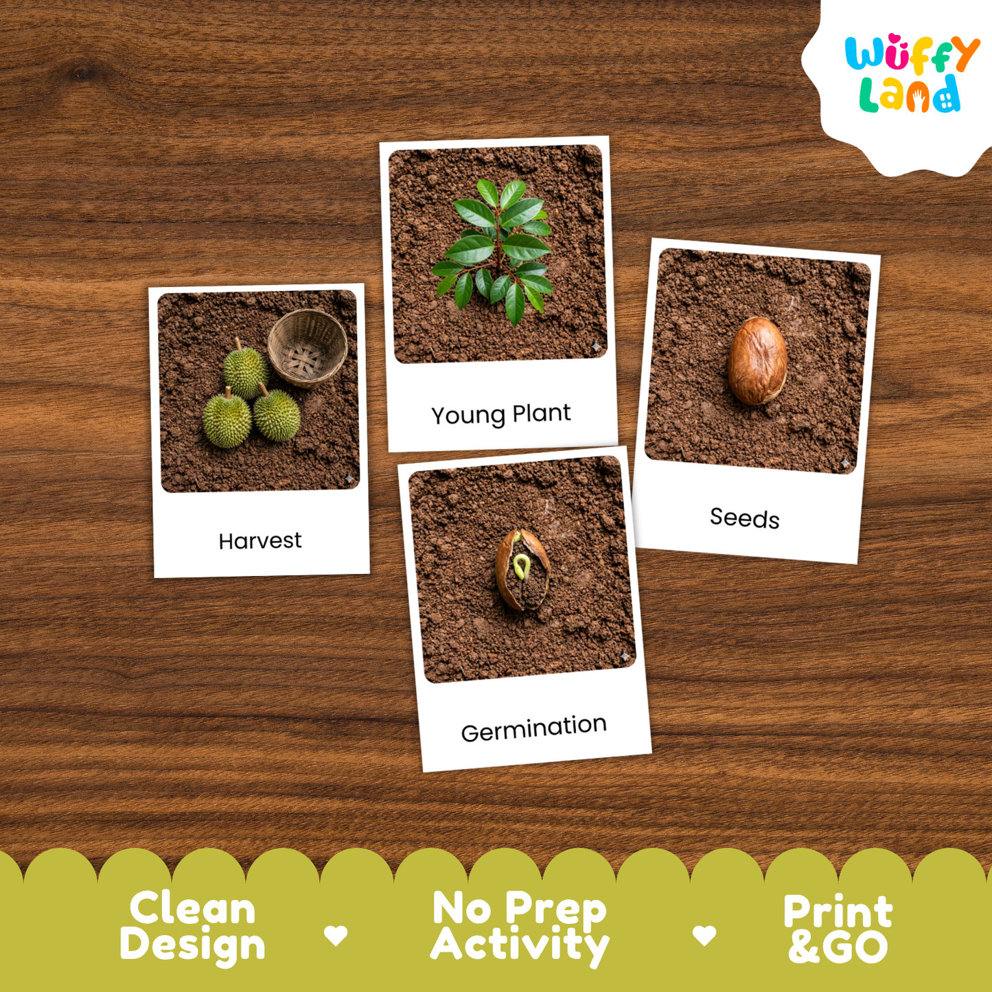 Durian Life Cycle Flashcards | Montessori 3 Part Cards Science Activity